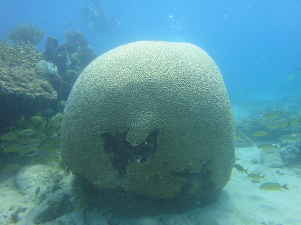 Gehirnkoralle im Pickles Reef vor Key Largo