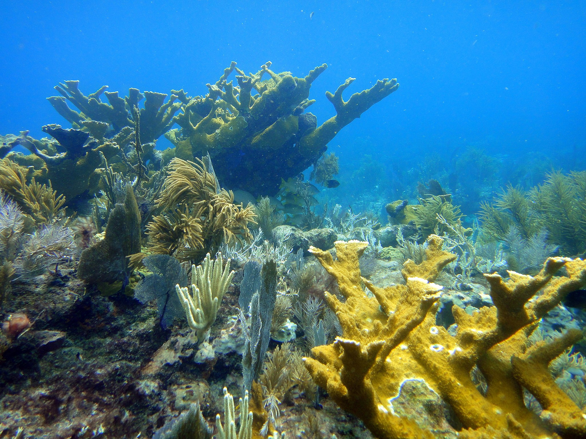 Molasses Reef Key Largo Florida