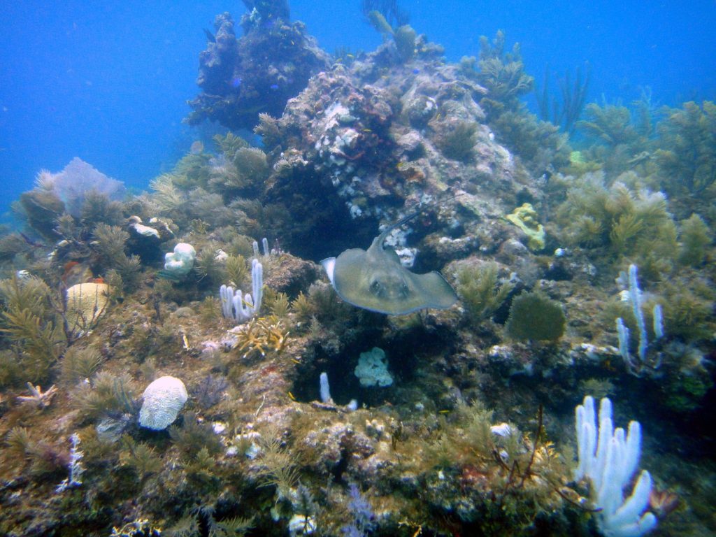 Rochen im French Reef - Key Largo